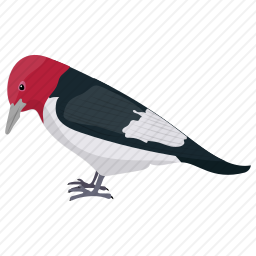 红头啄木鸟图标
