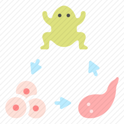 胚胎发展图标