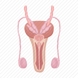 <em>生殖系统</em>图标