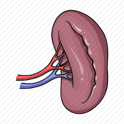 肾脏图标