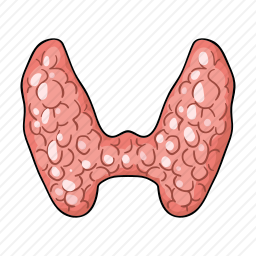 甲状腺图标