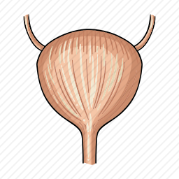 膀胱图标