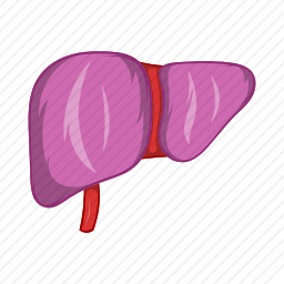 肝脏图标