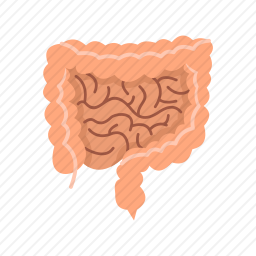 肠子图标