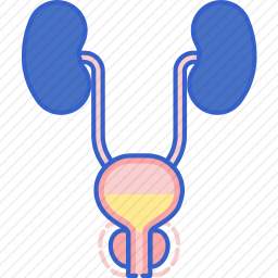<em>前列腺</em>图标