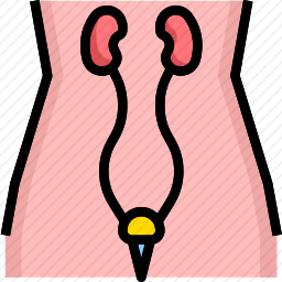 泌尿外科图标