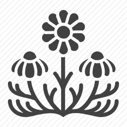 <em>洋甘菊</em>图标