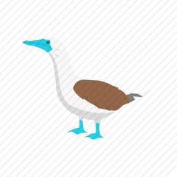 蓝脚鲣鸟图标
