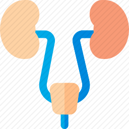 泌尿道图标