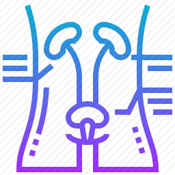 膀胱图标