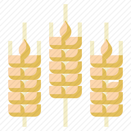 小麦图标