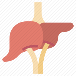 肝脏图标
