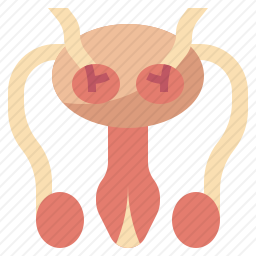 生殖系统图标