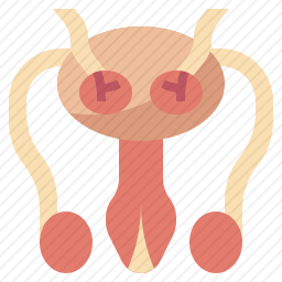 阴茎图标