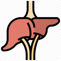 肝图标