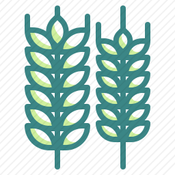 小麦图标