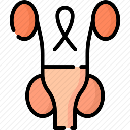 前列腺图标