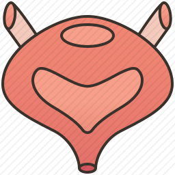 膀胱图标