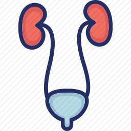 膀胱图标