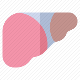 肝脏图标