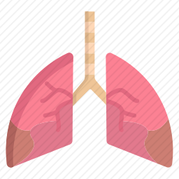 肺图标