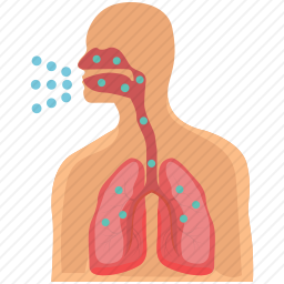 呼吸系统图标
