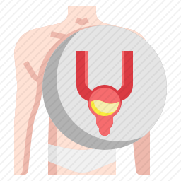 膀胱图标