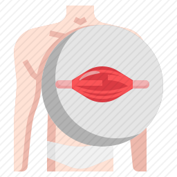 肌肉图标