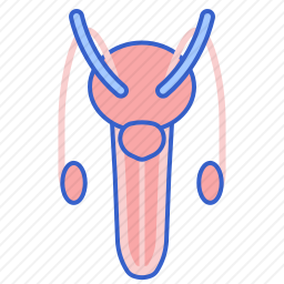 生殖器官图标