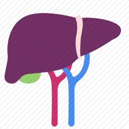 肝脏图标