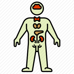 系统器官图标