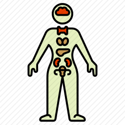 身体器官图标