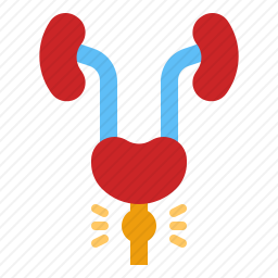 泌尿系统图标