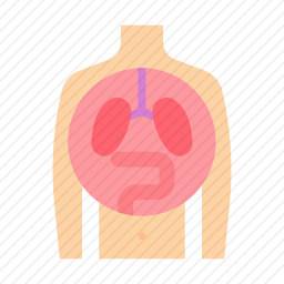 器官图标