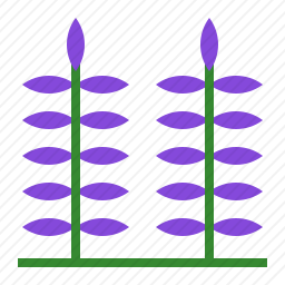 薰衣草图标