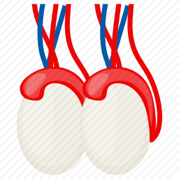 睾丸图标