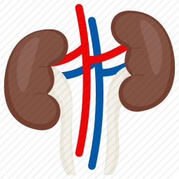 肾脏图标