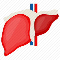 肝脏图标