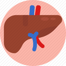 肝脏图标