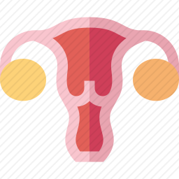 生殖系统图标