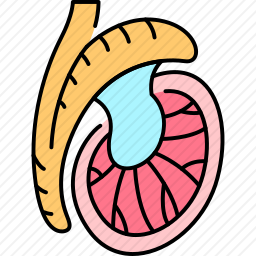 睾丸图标