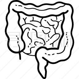 小肠大肠简笔画图片