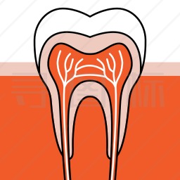 牙齿剖析图图标