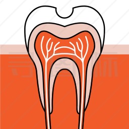 牙齿剖析图图标