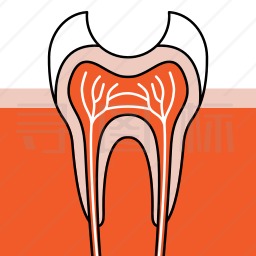 牙齿剖析图图标