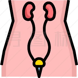 泌尿外科图标