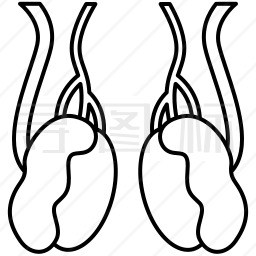 睾丸图标
