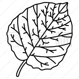 杨树怎么画叶子图片